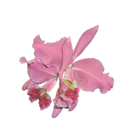 Seda Demir Beauty, Seda Demir, Tüm Vücut Lazer, 6 Bölge Lazer, 1 Bölge Lazer, Komple Ağda, Pop Lifting, Microblading, Kaş Kontürü, Kaş Gölgelendirme, Dudak Renklendirme, Dipliner, Kaş Silme, Saç Mezoterapisi, Porselen Makyaj, İpek Kirpik, Kirpik Lifting, Kaş Alımı, Jel Güçlendirme ve Kalıcı Oje, Protez Tırnak, Medikal Manikür, Medikal Pedikür, Manikür, Pedikür, Batık Tırnak Tedavisi